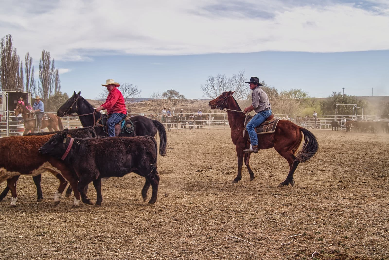 Stockmen mustering cattle on horseback on an Australian property