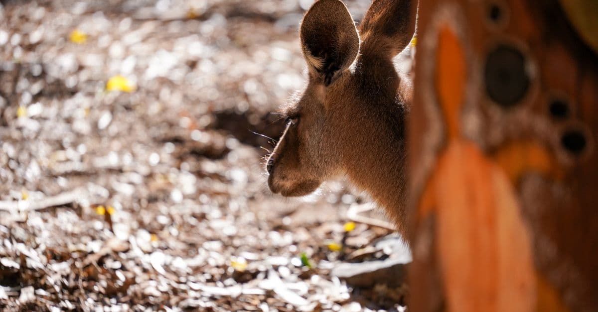 A kangaroo partially hidden behind a tree in a sunlit forest in Brisbane, capturing a serene wildlife moment.