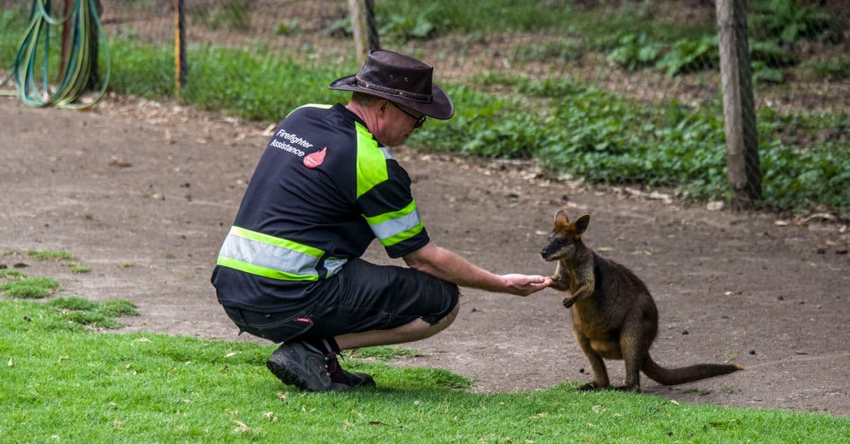 Man kneels to feed a wallaby outdoors in NSW, showcasing human-animal interaction.